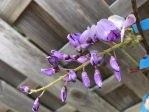 Wisteria floribunda 'Caroline'-0
