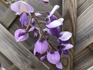 Wisteria brachybotrys 'Okayama'-0