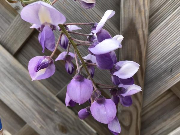 Wisteria brachybotrys 'Okayama'-0