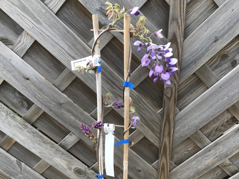 Wisteria brachybotrys 'Okayama'-18390