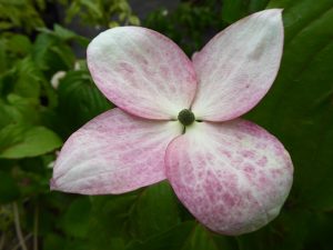 Cornus kousa 'Heart Throb'-0