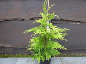 × Cuprocyparis leylandii 'Gold Rider' (3 litre pot)-0