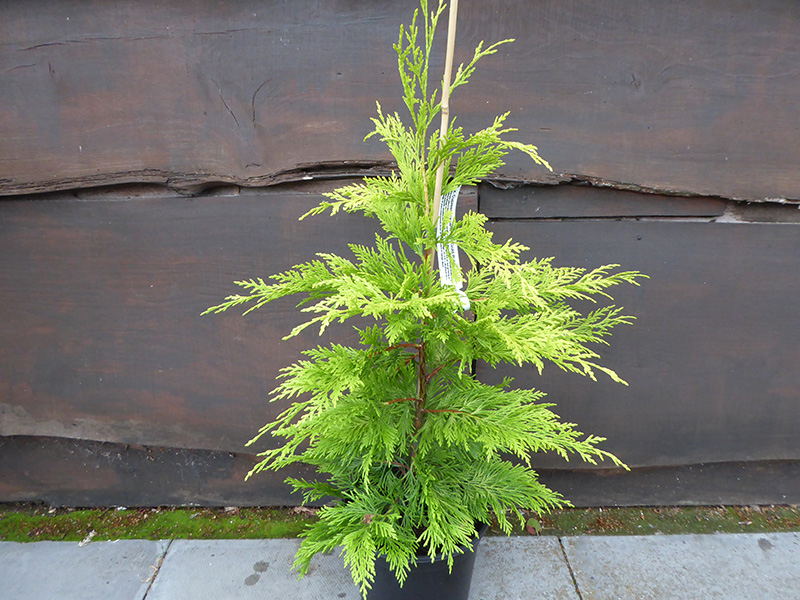 × Cuprocyparis leylandii 'Gold Rider' (3 litre pot)-0