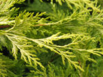 × Cuprocyparis leylandii 'Gold Rider' (3 litre pot)-18583