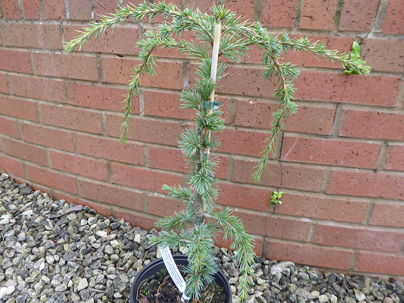 Cedrus atlantica 'Glauca Pendula' (3 litre pot)-0