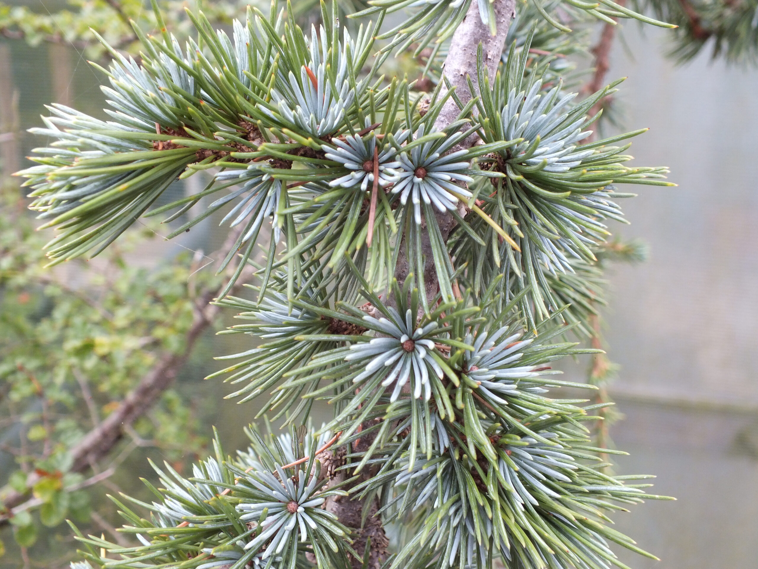 Cedrus atlantica 'Glauca Pendula' (3 litre pot)-25643