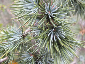 Cedrus atlantica 'Glauca Pendula' (3 litre pot)-0