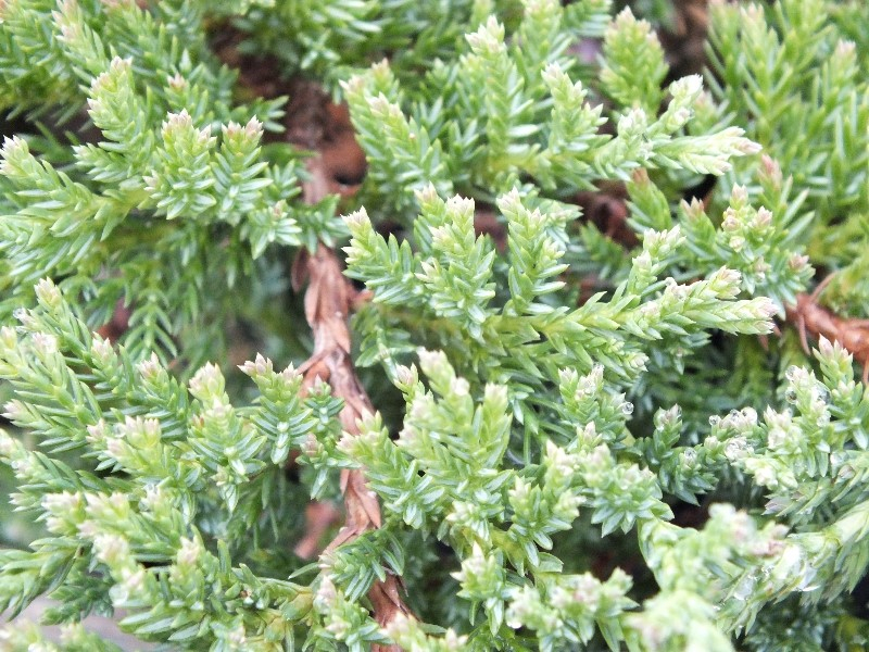 Juniperus horizontalis 'Prince of Wales' (3L pot)-0