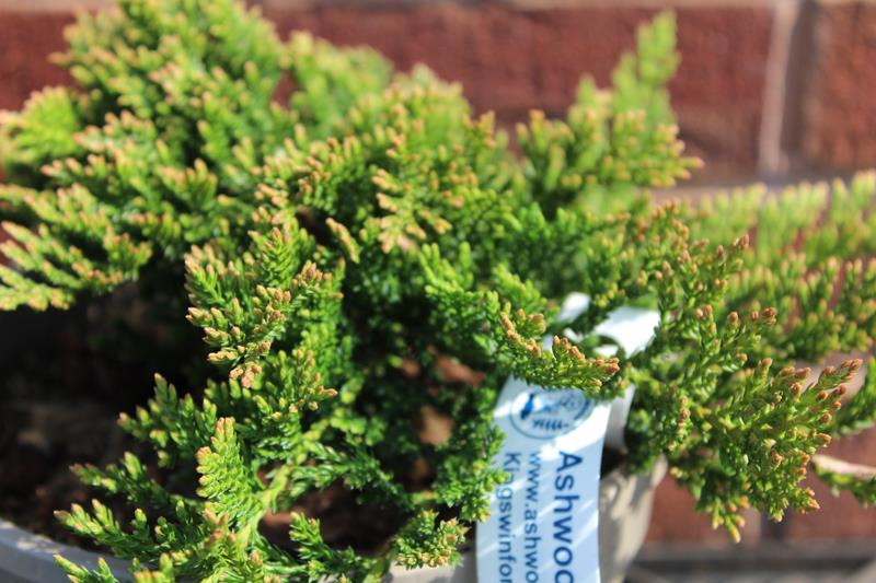 Juniperus horizontalis 'Prince of Wales' (3L pot)-20223