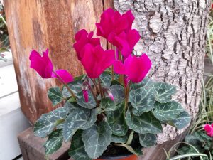 Cyclamen Metis magenta shades-0