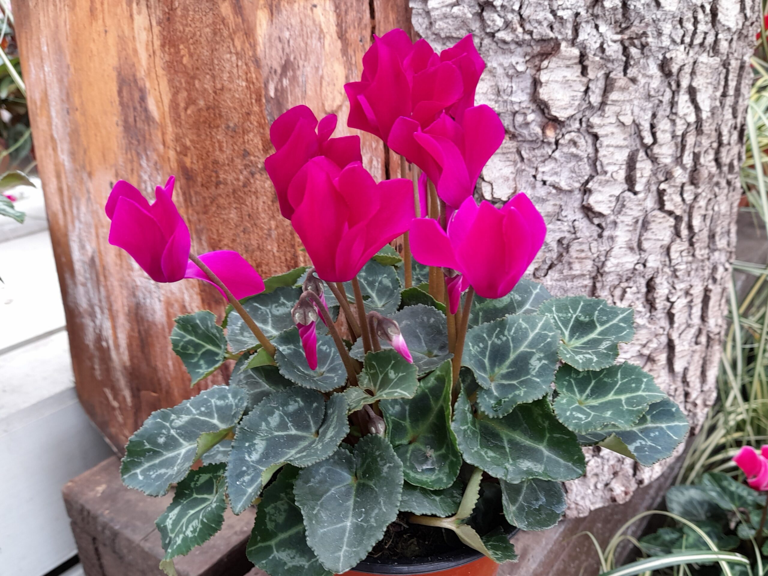 Cyclamen Metis magenta shades-0