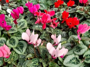 Cyclamen Metis (6 plant collection)-0