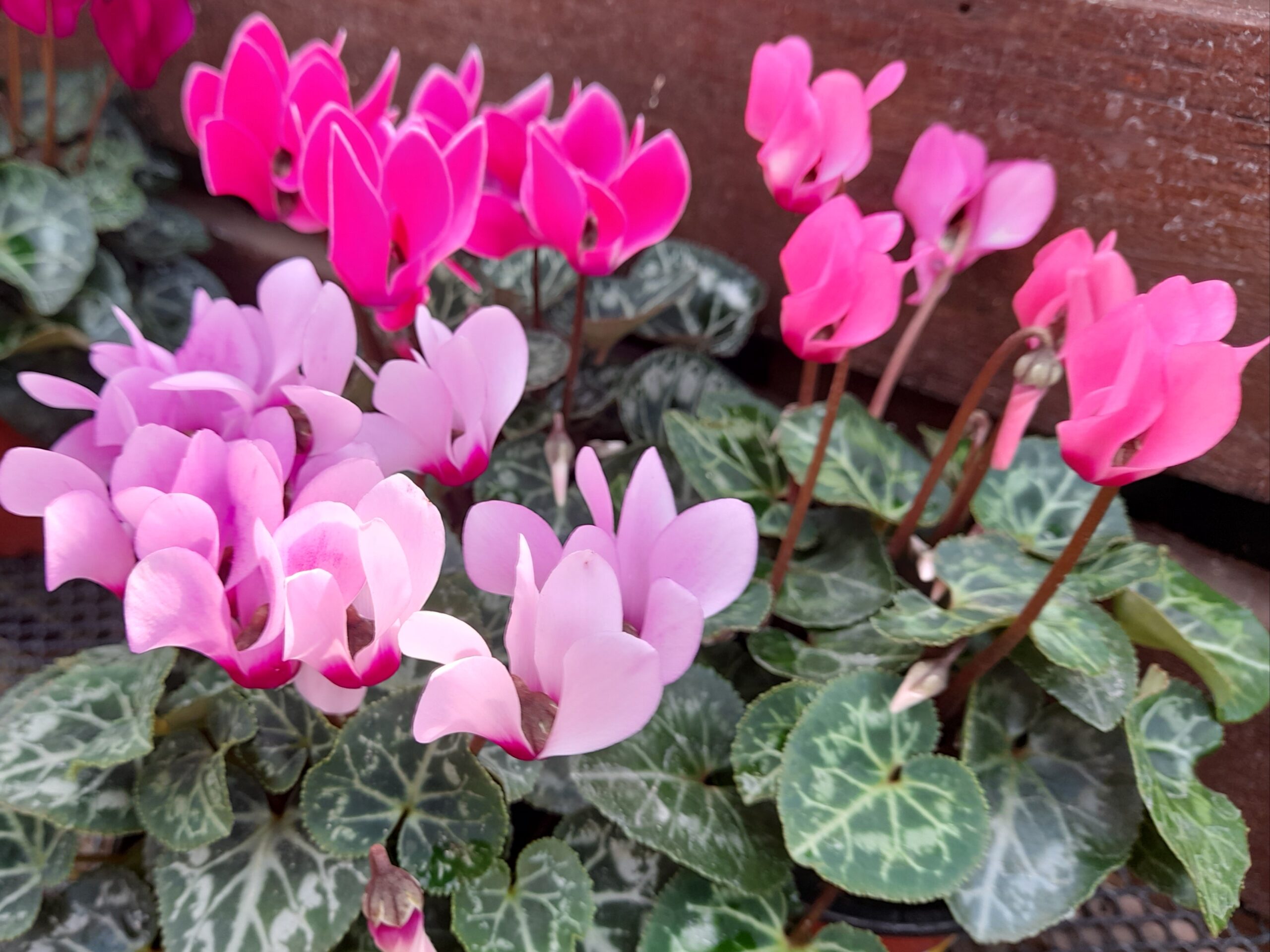 Cyclamen Metis pink shades-0