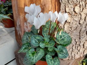 Cyclamen Metis white shades-0