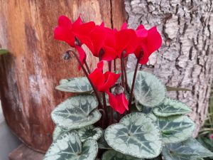 Cyclamen Metis red shades-0