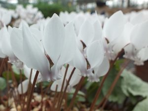 Cyclamen hederifolium 'White Cloud' (7cm)-0