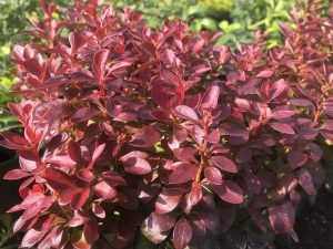 Berberis thunbergii 'Lutin Rouge'-0