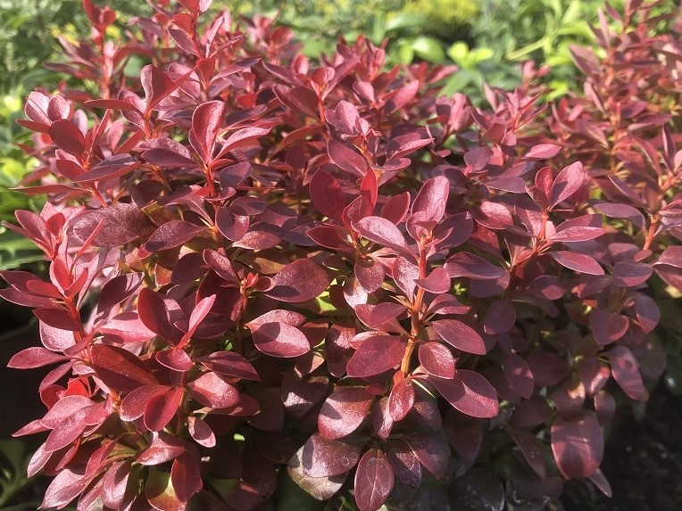 Berberis thunbergii 'Lutin Rouge'-0