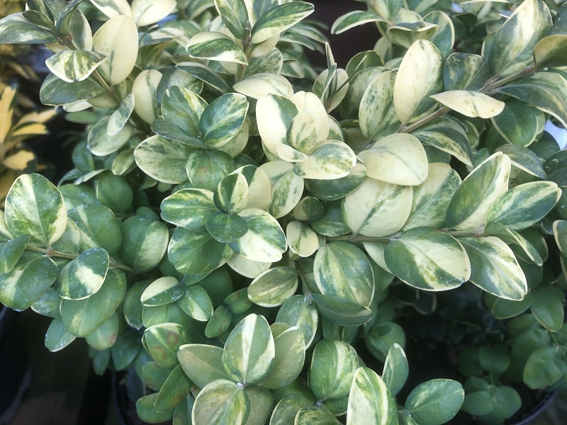 Buxus sempervirens 'Latifolia Aurea Maculata'-0