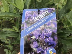 Caryopteris x clandonensis 'Grand Bleu'-0
