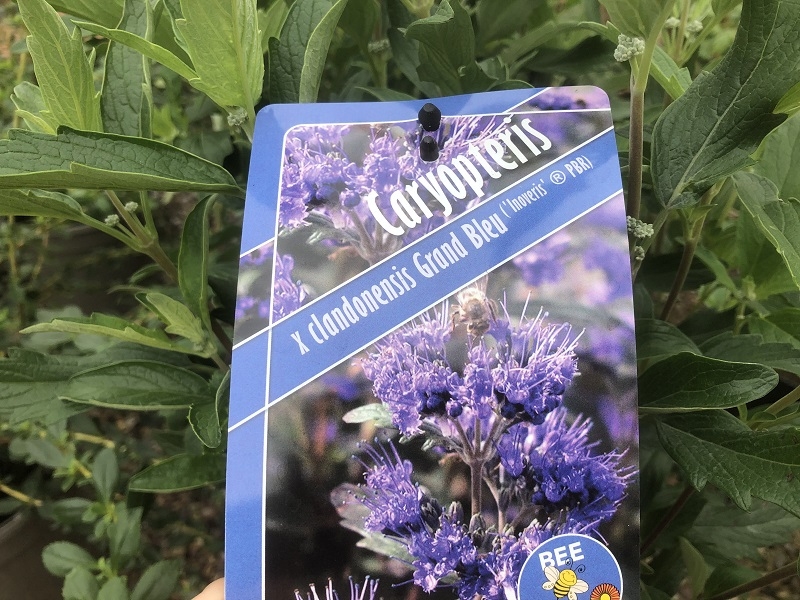 Caryopteris x clandonensis 'Grand Bleu'-0