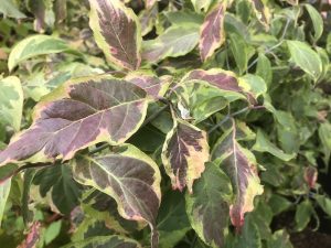 Cornus florida 'Daybreak'-0