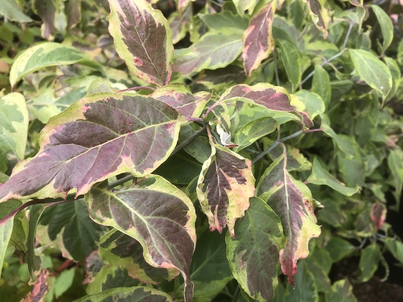 Cornus florida 'Daybreak'-0