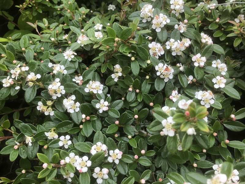 Cotoneaster x suecicus 'Coral Beauty' (1/4 Standard)-18798
