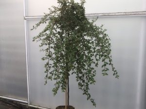 Cotoneaster x suecicus 'Coral Beauty' (1/4 Standard)-0