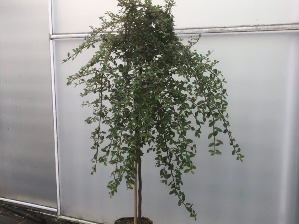 Cotoneaster x suecicus 'Coral Beauty' (1/4 Standard)-0
