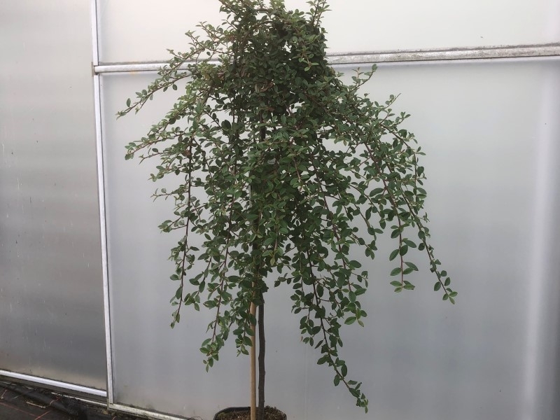 Cotoneaster x suecicus 'Coral Beauty' (1/4 Standard)-0
