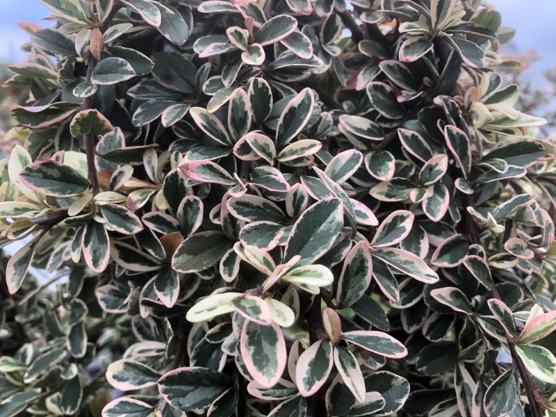 Cotoneaster x suecicus 'Juliette' (1/4 Standard)-18802