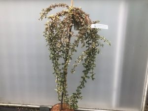 Cotoneaster x suecicus 'Juliette' (1/4 Standard)-0