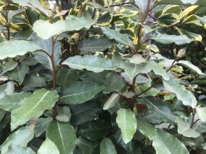 Elaeagnus x ebbingei 'Compacta'-0