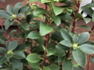 Enkianthus campanulatus var. Palibinii-0