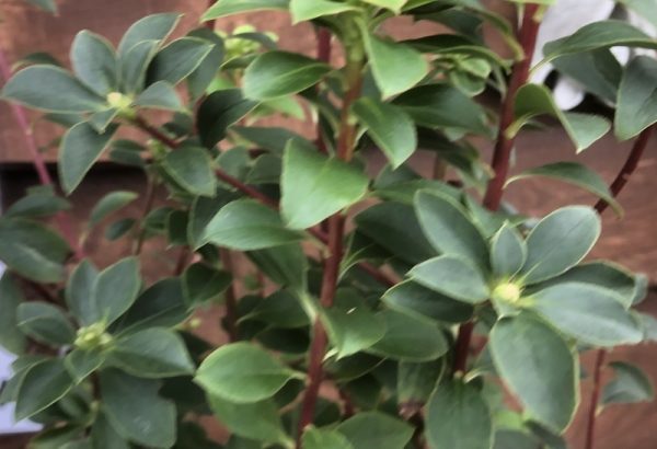Enkianthus campanulatus var. Palibinii-0