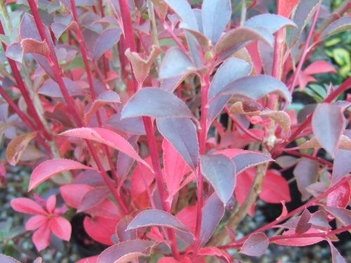 Enkianthus campanulatus var. Palibinii-26551