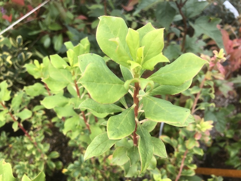 Enkianthus chinensis-0