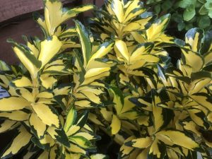 Euonymus japonicus 'Extase'-0