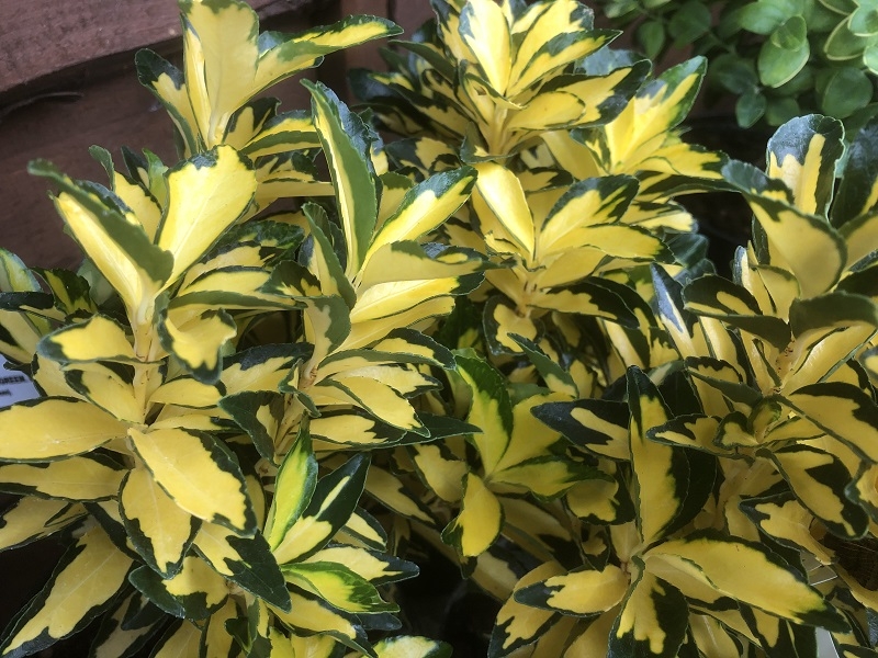 Euonymus japonicus 'Extase'-0