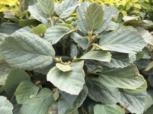 Fothergilla x intermedia 'Blue Shadow'-0