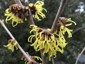 Hamamelis x intermedia 'Primavera'-0