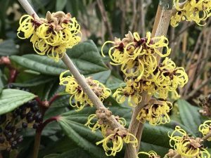 Hamamelis x intermedia 'Yamina'-0