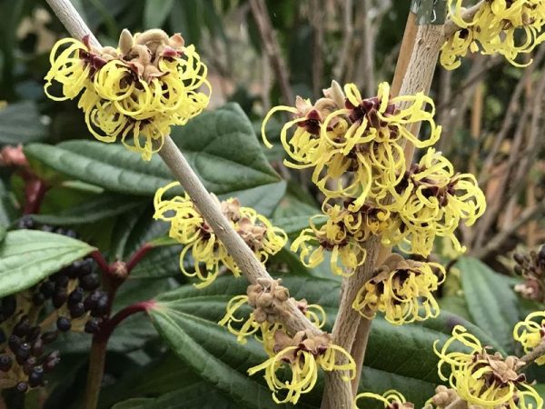 Hamamelis x intermedia 'Yamina'-0