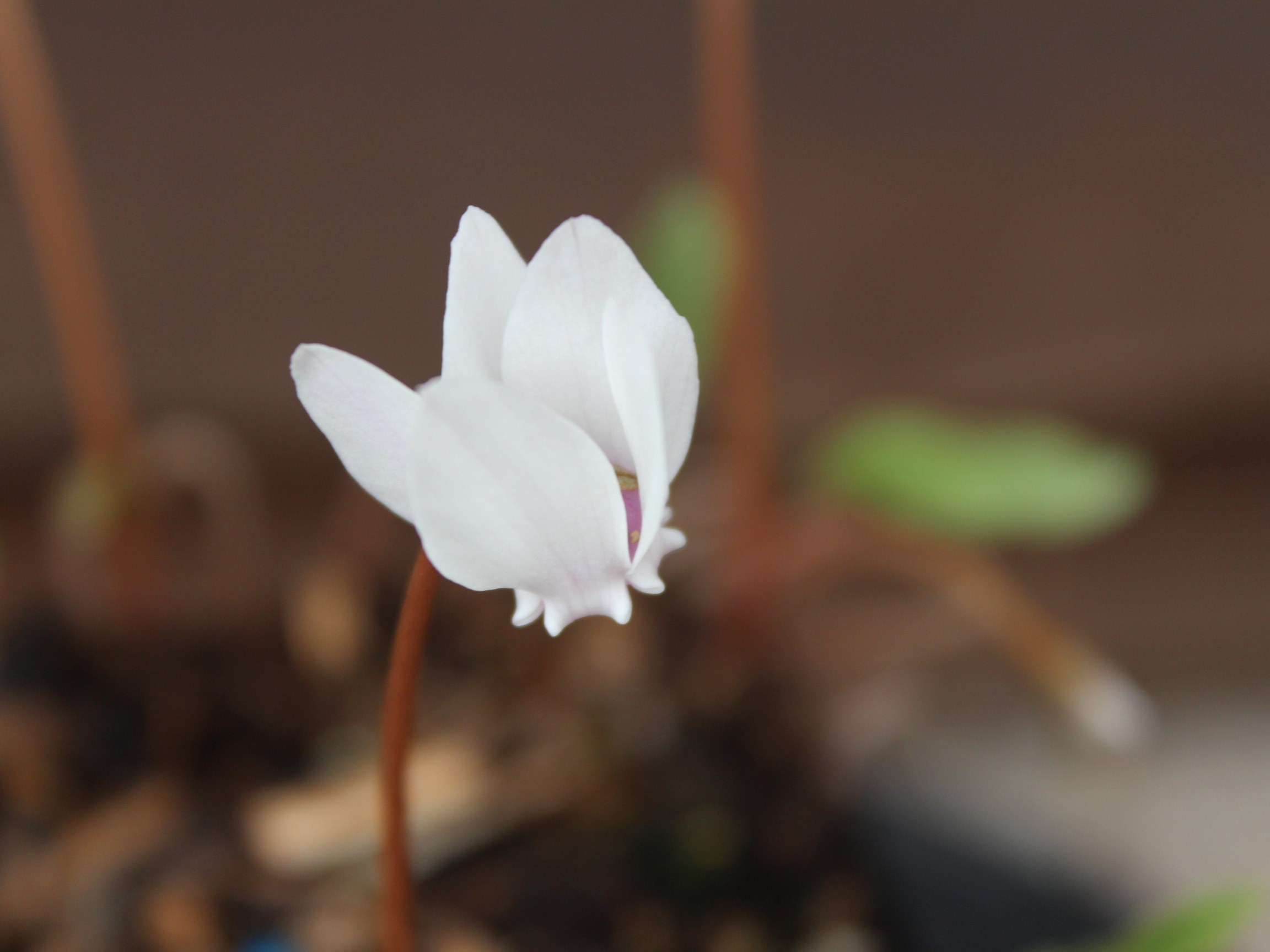Cyclamen hederifolium 'Tilebarn Helena'-0