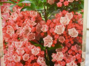 Kalmia latifolia 'You Can'-0