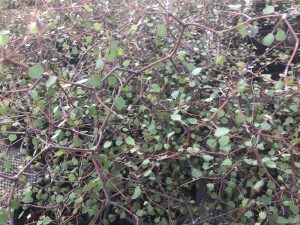 Muehlenbeckia astonii-0