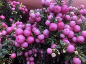 Pernettya mucronata (Gaultheria) 'Pink Form'-0
