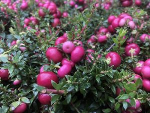 Pernettya mucronata 'Red Form'-0