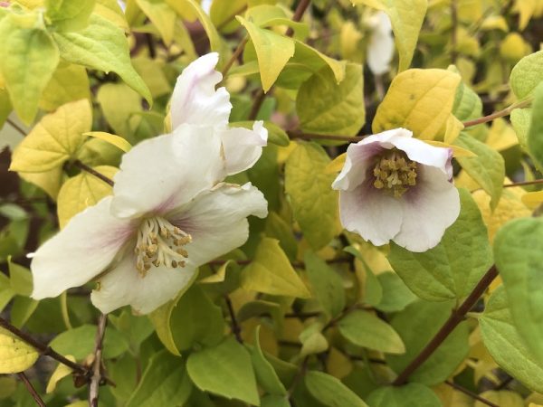 Philadelphus 'Yellow Cab'-0